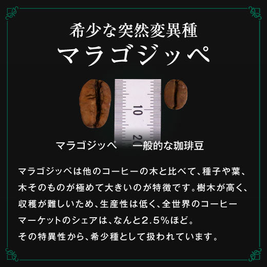 送料無料 コーヒー専門店の最高品質のスペシャリティー第7弾!
