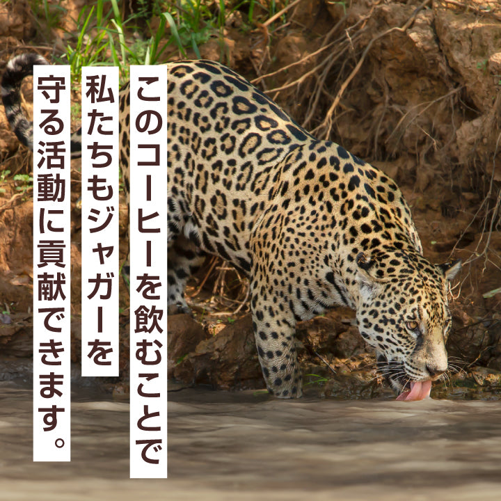 送料無料 コーヒー ドリップコーヒー ジャガー ドリップ ドリップパック 珈琲 個包装 8g 澤井珈琲 ジャガーコーヒー 30杯分入りドリップバッグ 福袋 30袋 セット 濃厚 コスタリカ