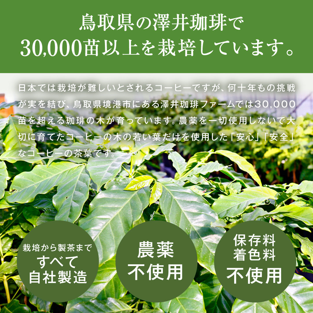送料無料 トリゴネコーヒー コーヒー茶 tea ギフト コーヒー トリゴネリン トリゴネ クロロゲン酸 コーヒーバッグ ティーバッグ コーヒーセット プレゼント お返し 健康 珈琲 澤井珈琲
